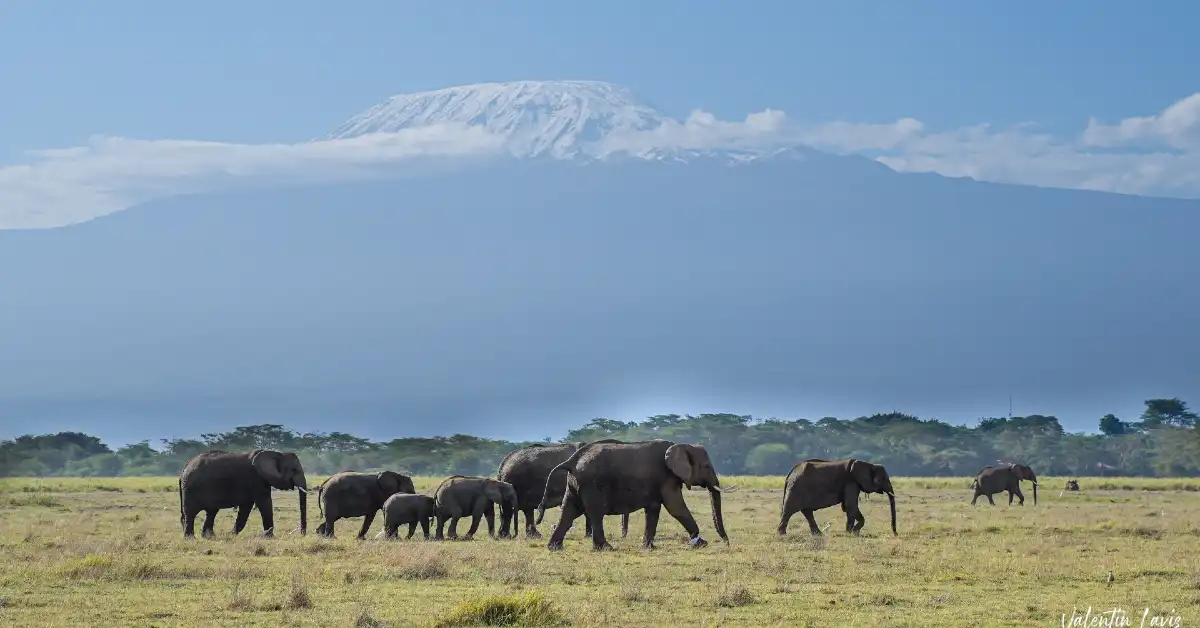 Tortilis Camp (Amboseli) – Kenya Safari – Africa A-Z