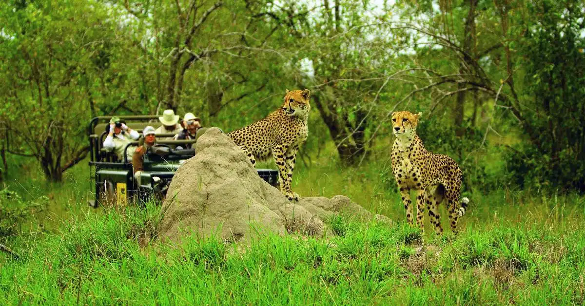 MalaMala Safari Wedding (Kruger) – Sabi, Kruger National Park – Africa A-Z