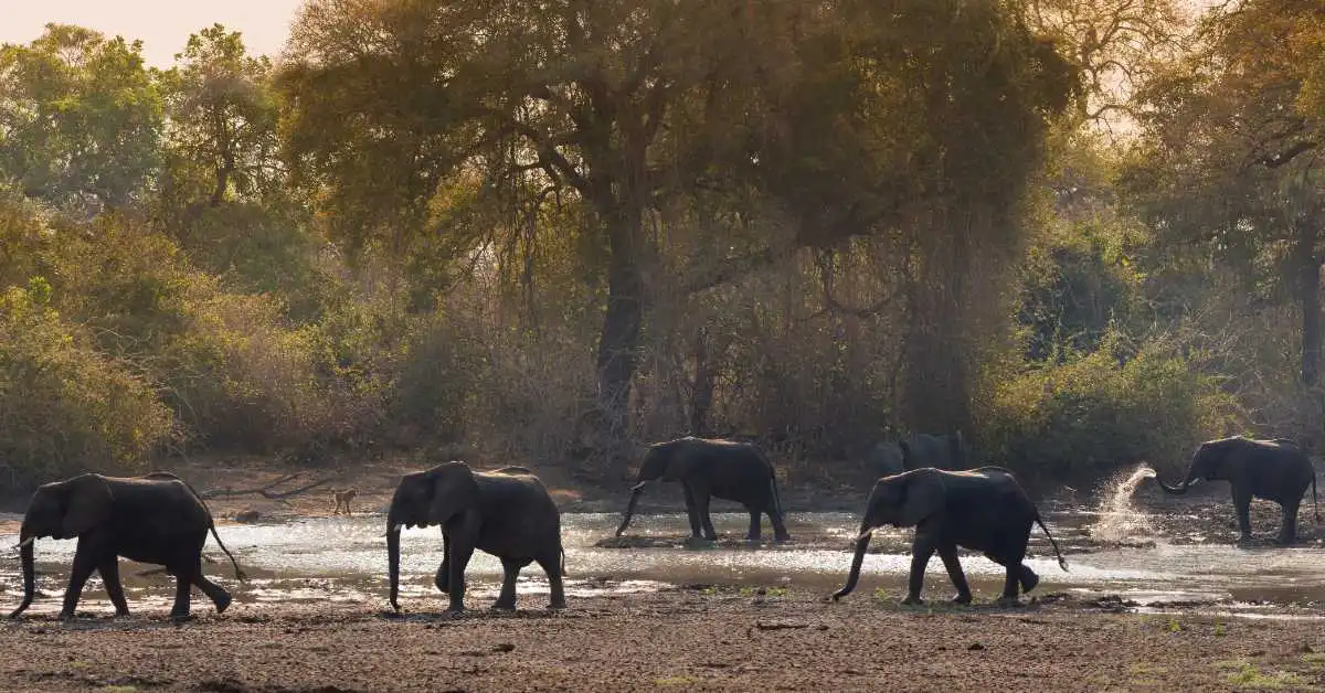 Mana Pools National Park – excellent safaris – Africa A-Z