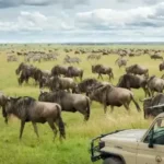 African safari