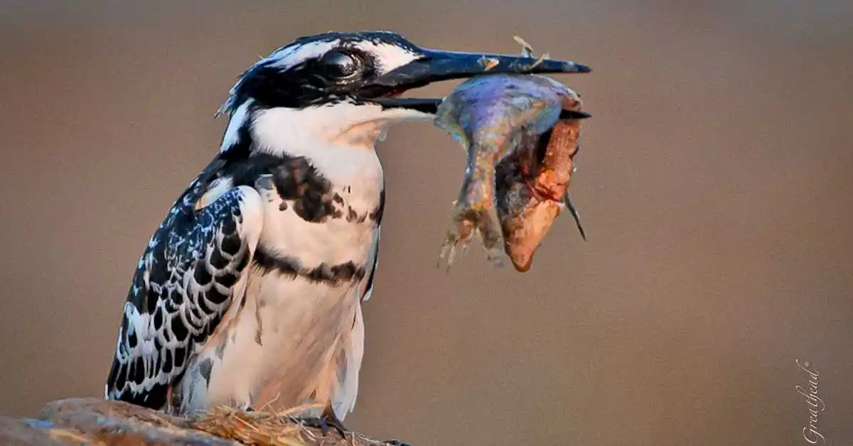 Zimbabwe Birding Safari