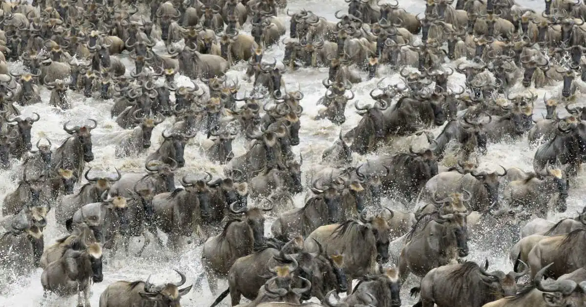 Wildebeest migration